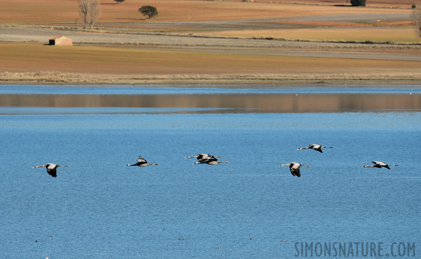 Grus grus [400 mm, 1/2500 sec at f / 8.0, ISO 1000]